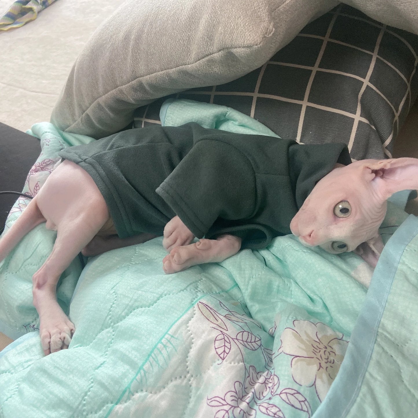 snuggly & soft sphynx cat hoodie – the ultimate cozy outfit for hairless cats & small dogs!
